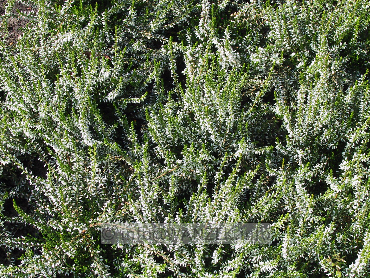 Calluna vulgaris Melanie.JPG
